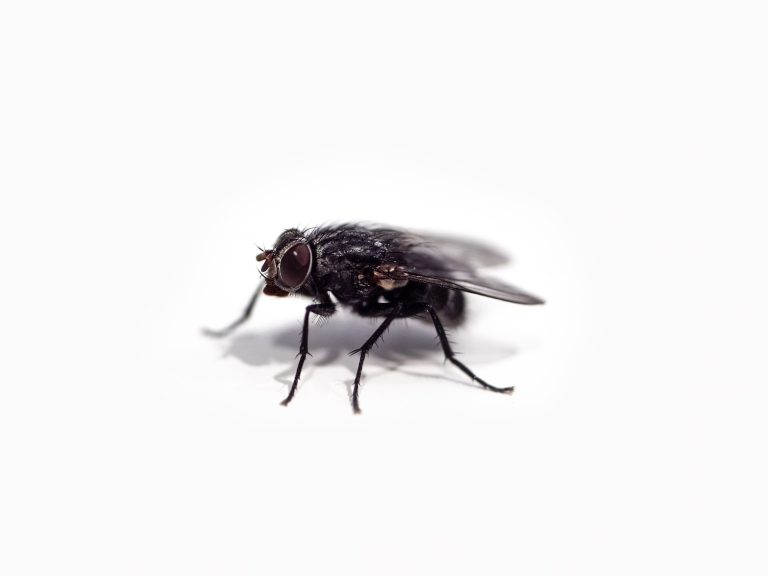 17 Different Types of Flies in North Dakota