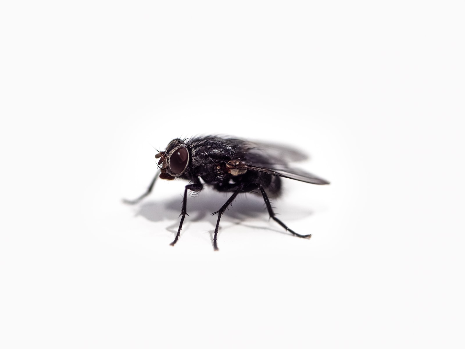 Different Types of Flies in North Dakota