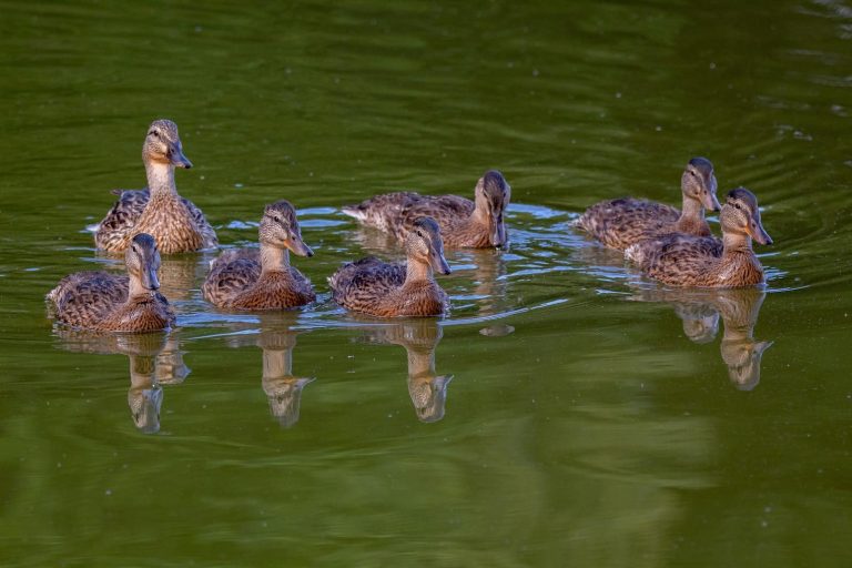 25 Waterfowl and Other Water Birds in Virginia