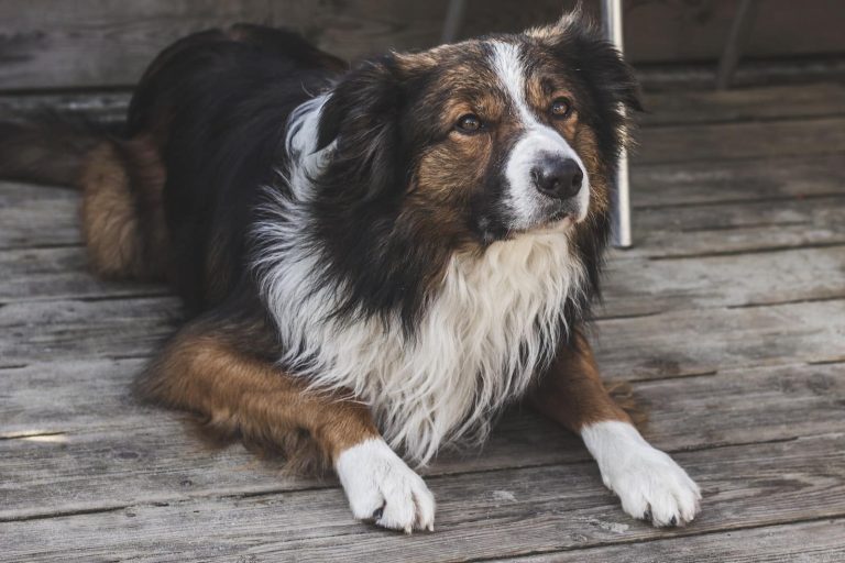 60 Dog Breeds That Start With C