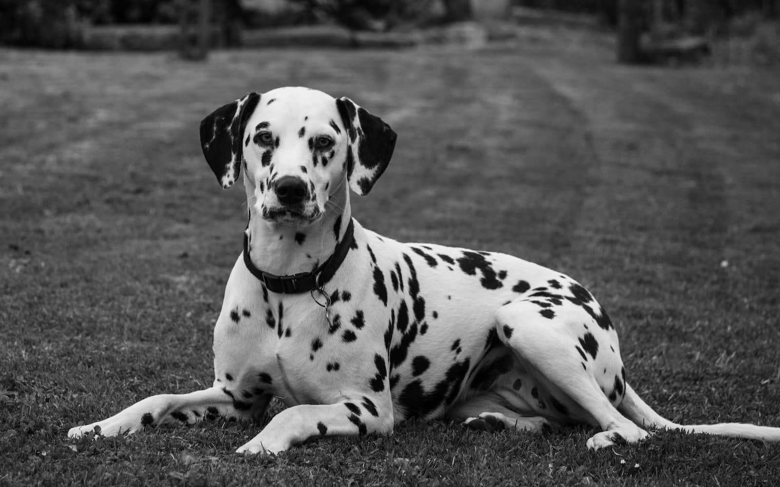Dog Breeds That Start With D