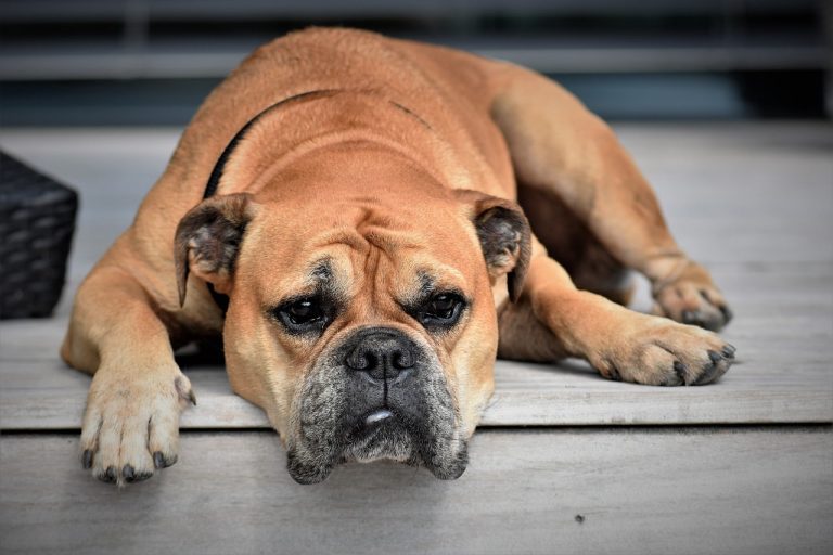 15 Dog Breeds With Longest Lifespan