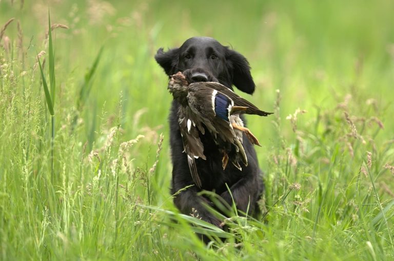10 Best Duck Hunting Dogs