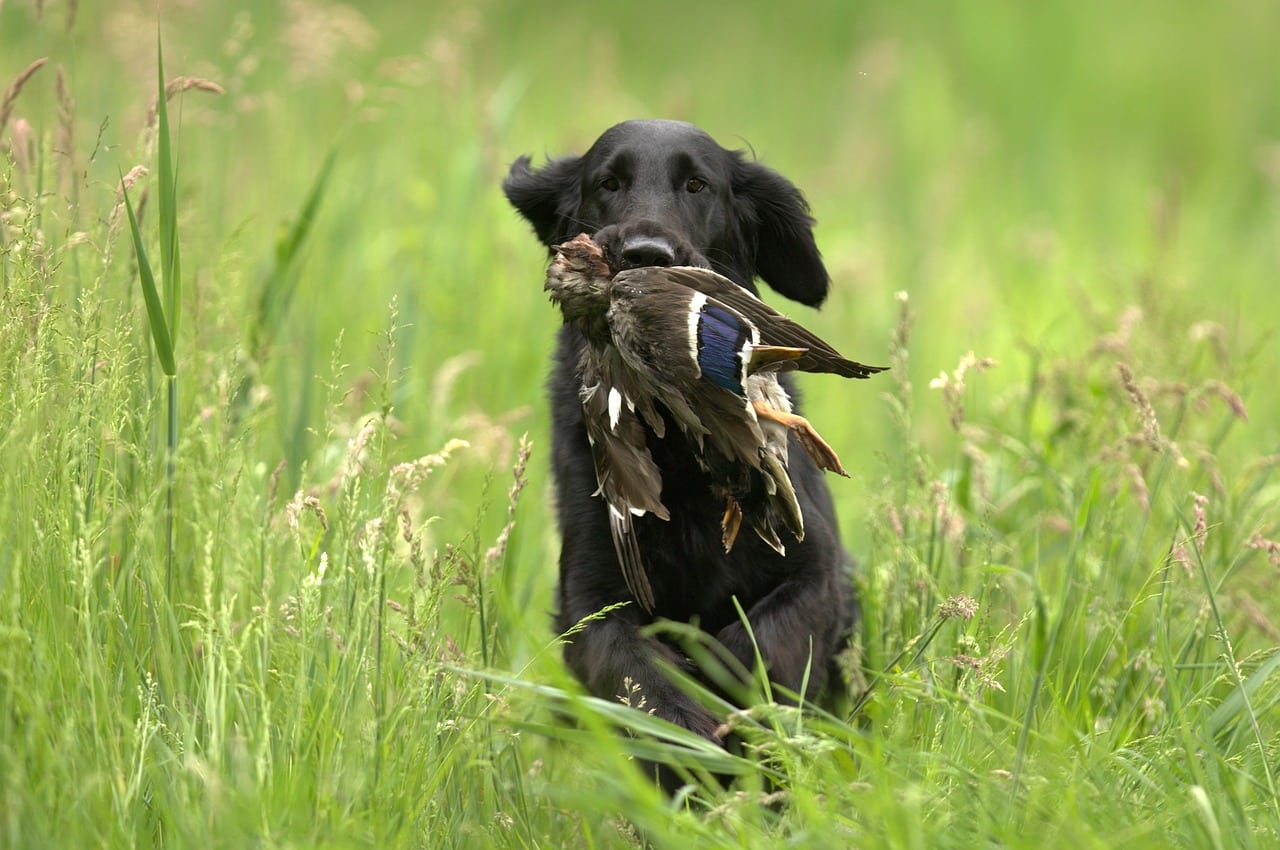Duck Hunting Dogs