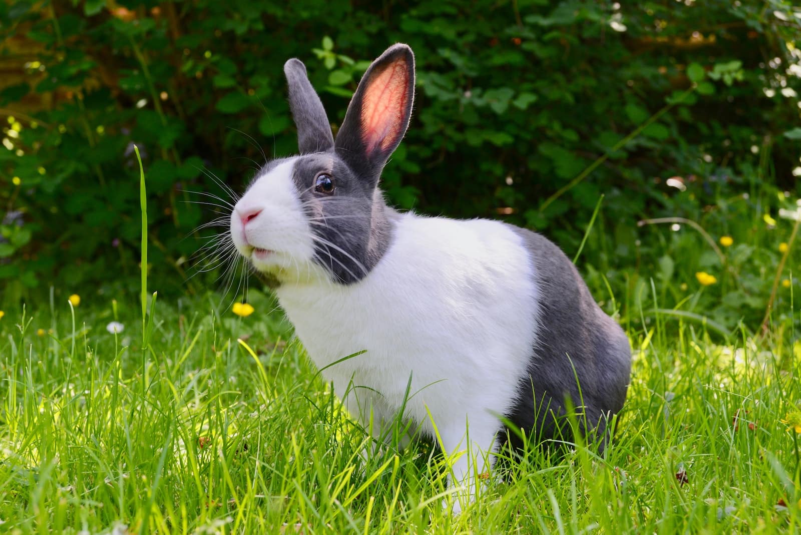 Hypoallergenic Rabbit Breeds
