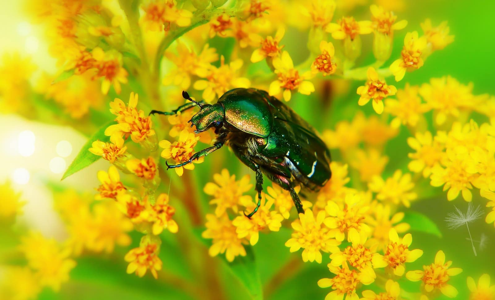 Types of Beetles in Idaho