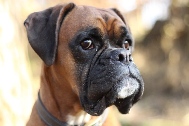 5 Different Types of Boxer Dog Breeds