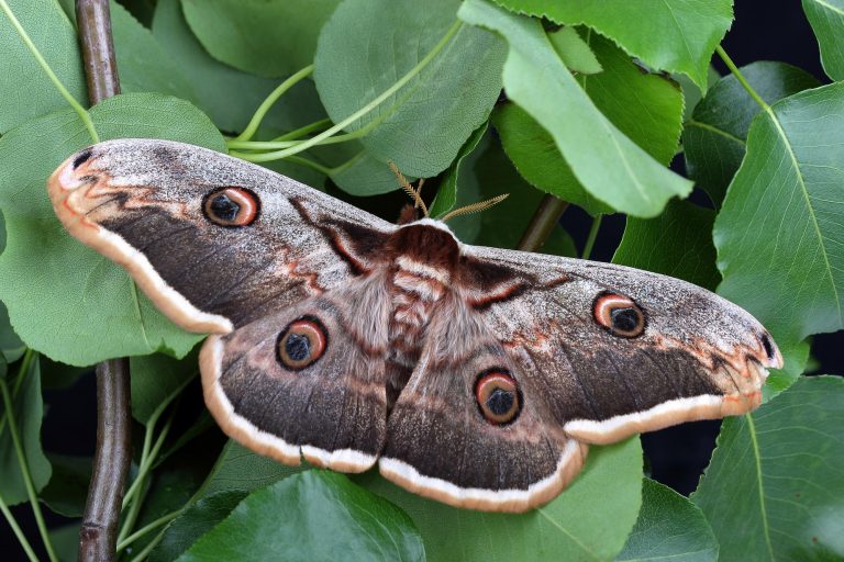 39 Types of Moths in Massachusetts