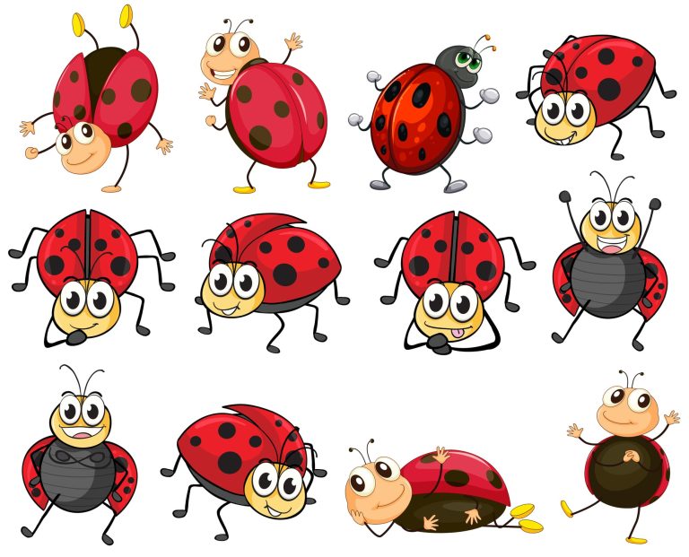 34 Different Types of Ladybugs With Spots