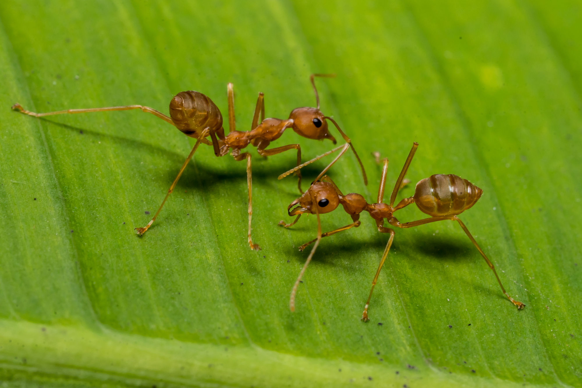 Fire Ant - Types of Ants for Ant Farms