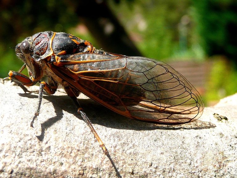 13 Animals That Eat Cicadas With Pictures