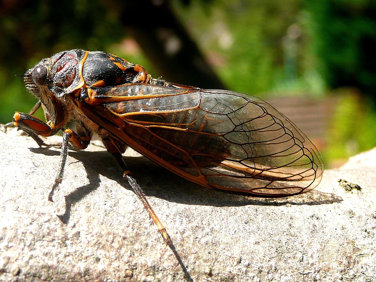 Animals That Eat Cicadas