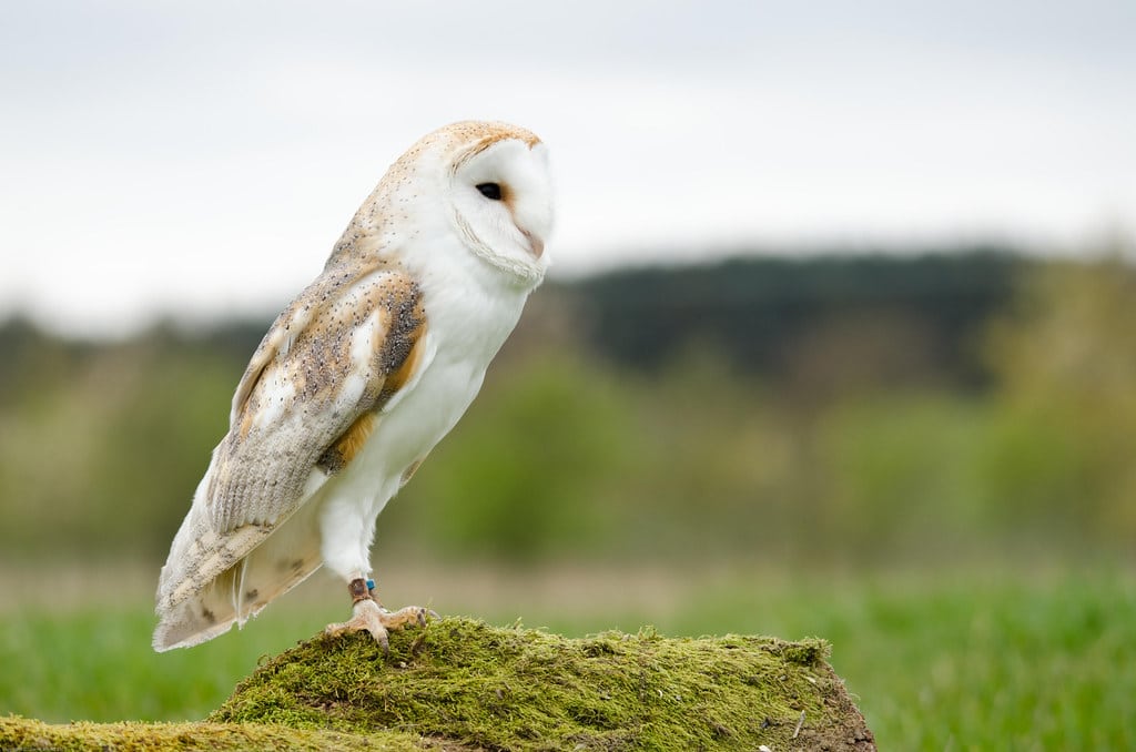 Barn Owl