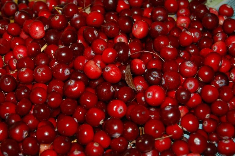 Can Dogs Eat Cranberries?