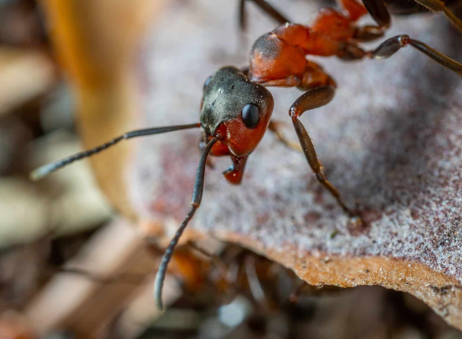 Different Types of Ants in Virginia