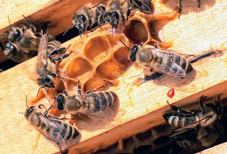 14 Different Types of Bees in Indiana