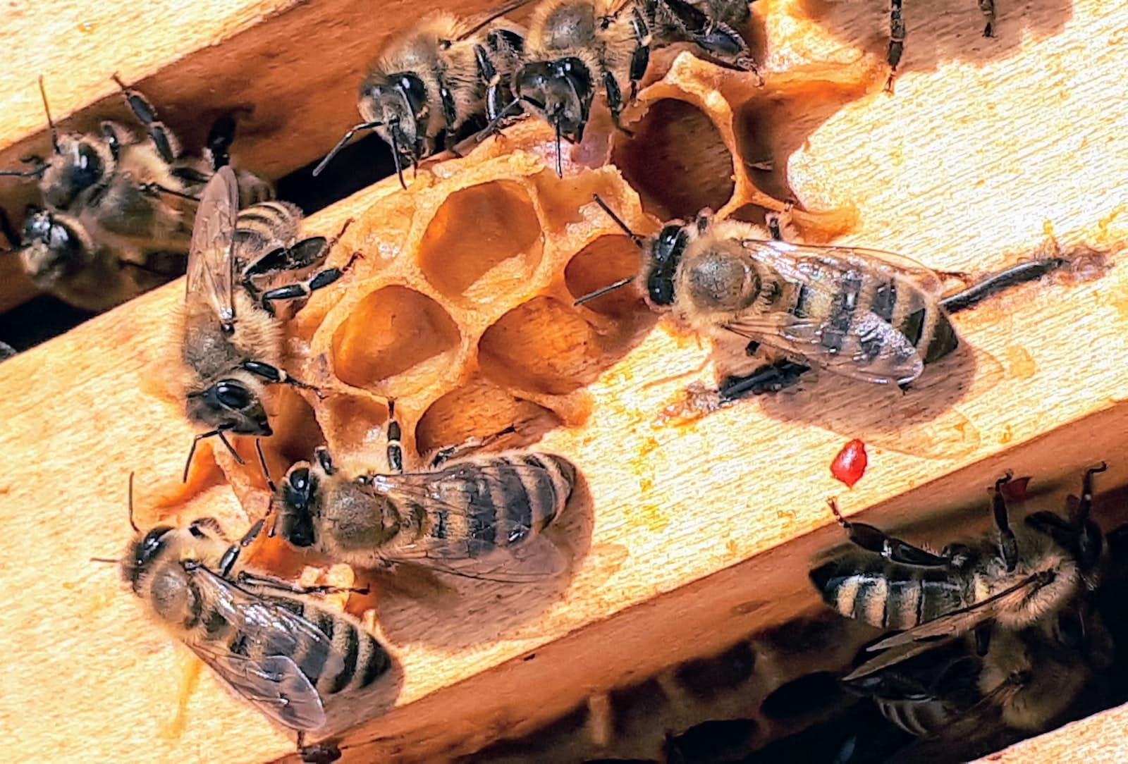 Different Types of Bees in Indiana