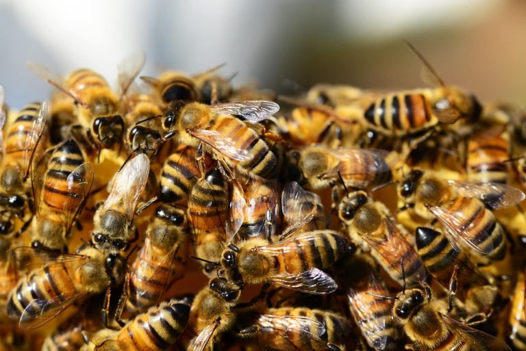 16 Different Types of Bees in Maryland