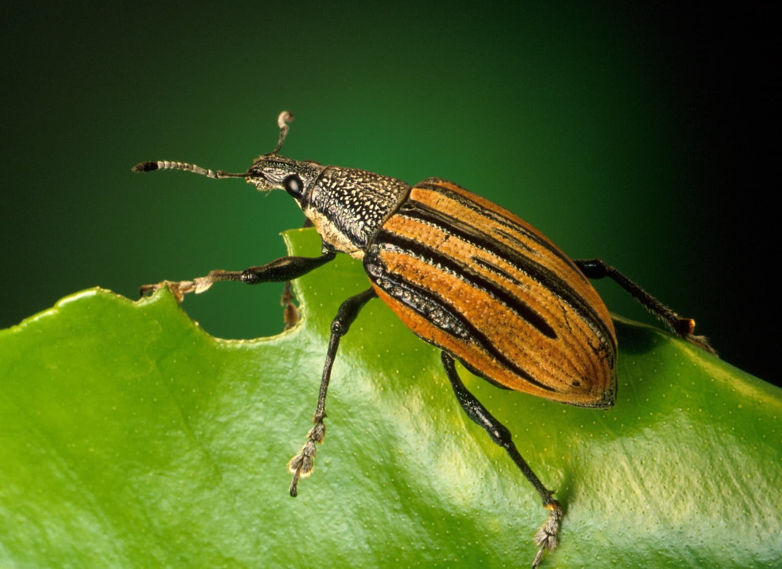 Different Types of Beetles in Oklahoma