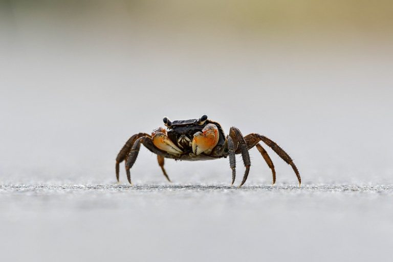 15 Different Types of Crabs in Florida