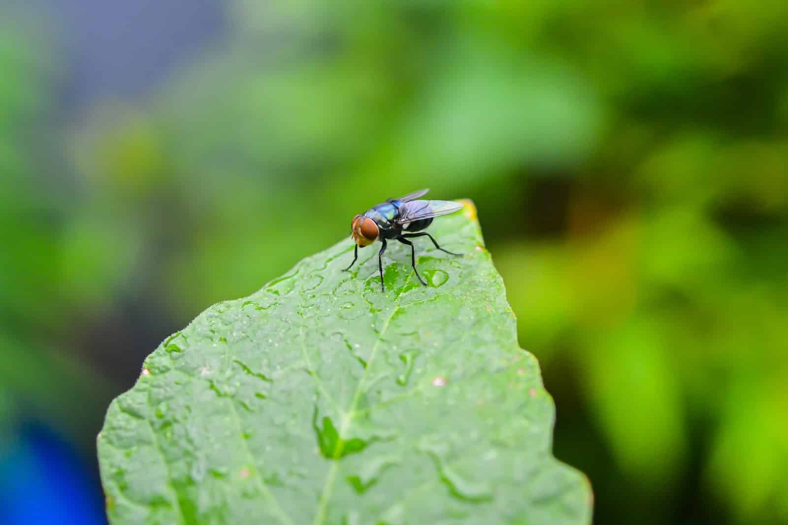 Different Types of Flies in Maryland