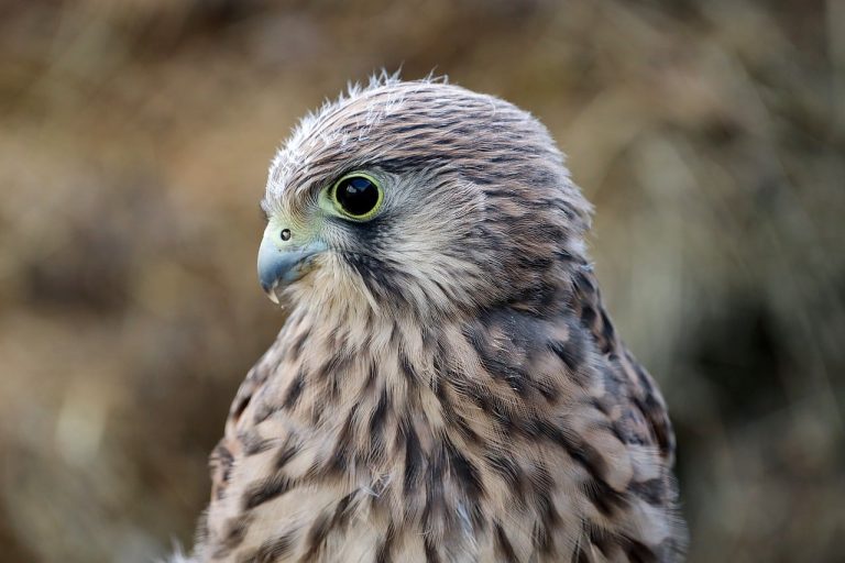 12 Different Types of Hawks in Alabama