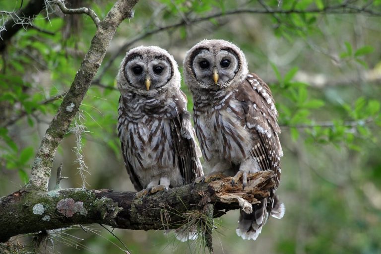 14 Different Types of Owls in California
