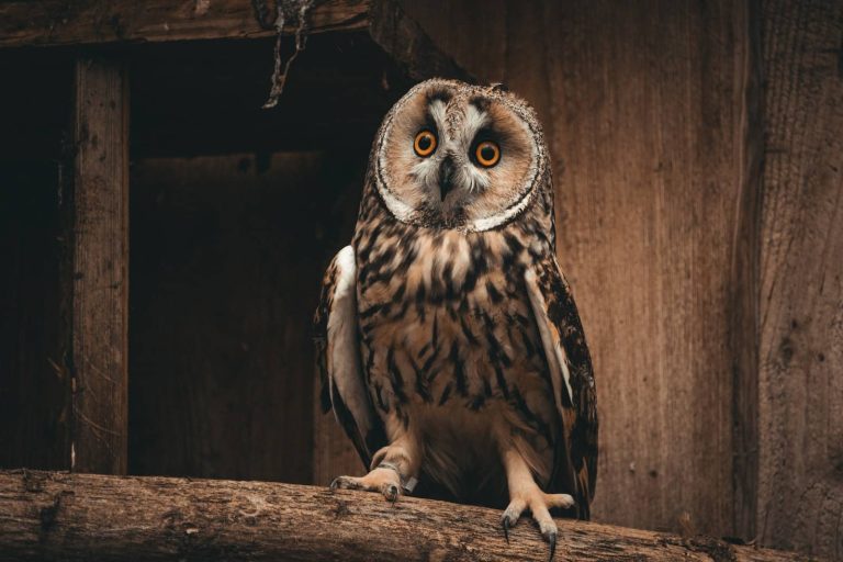 19 Different Types of Owls in North America