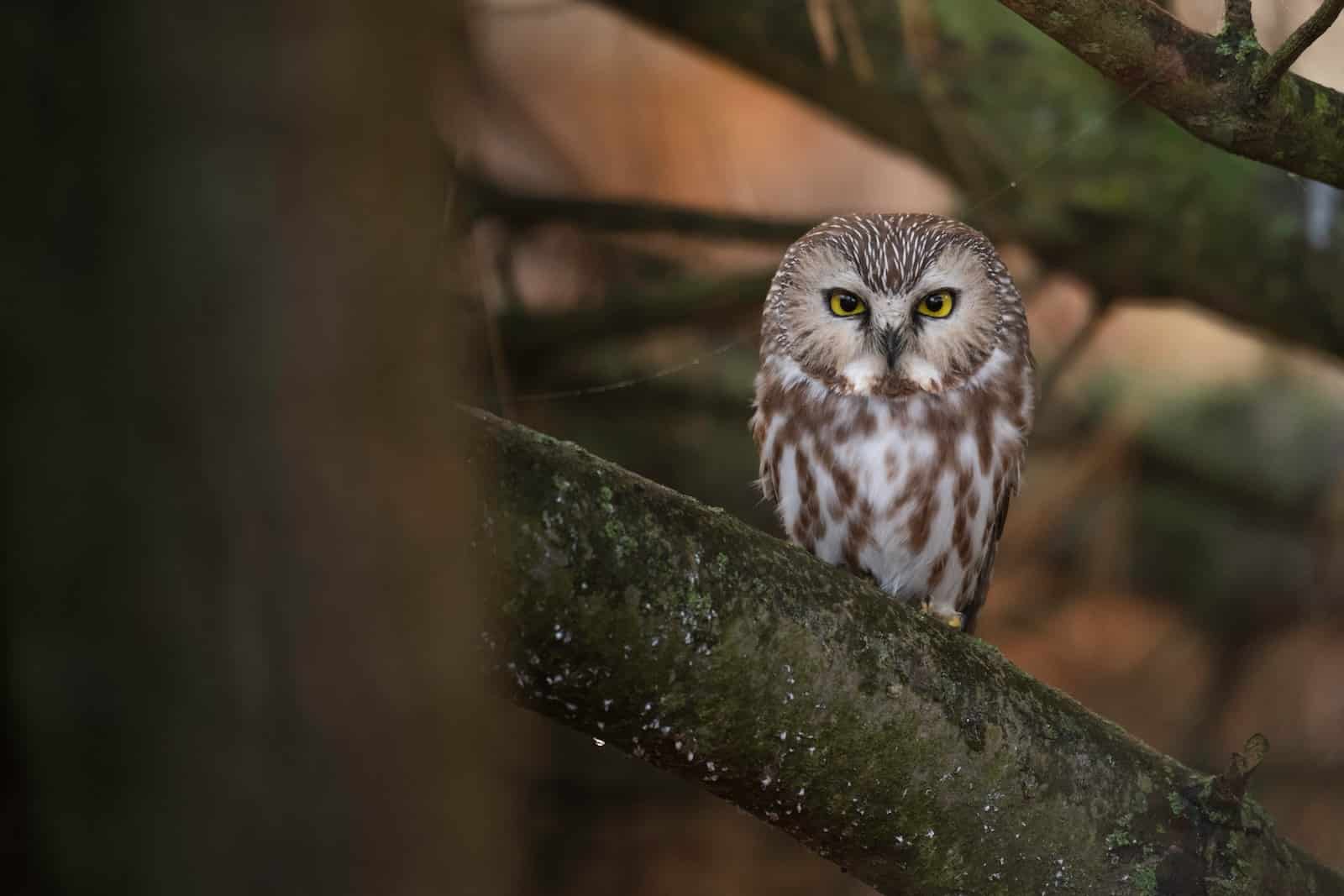 Different Types Of Owls In Texas