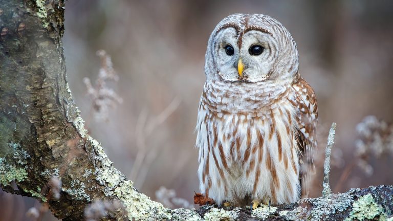 13 Different Types of Owls in Utah