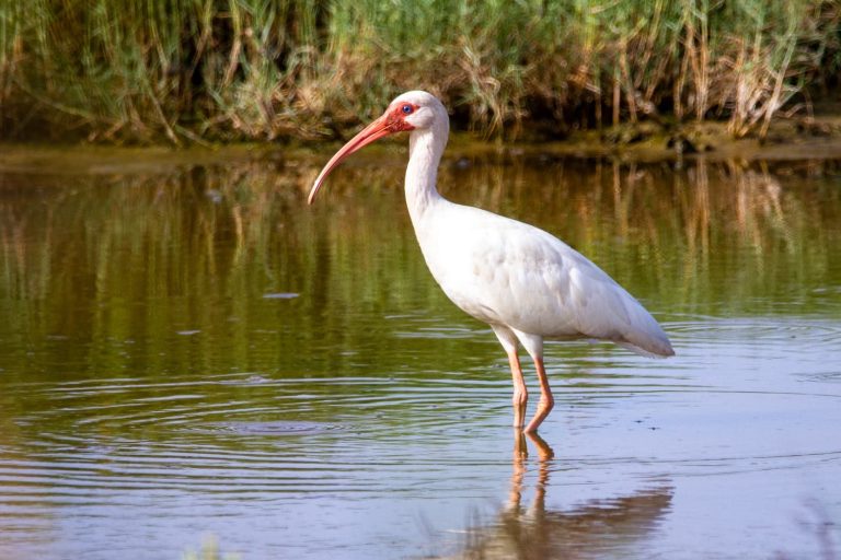 23 Different Types of Water Birds in Alabama