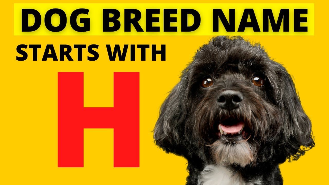 dog breeds that start with H