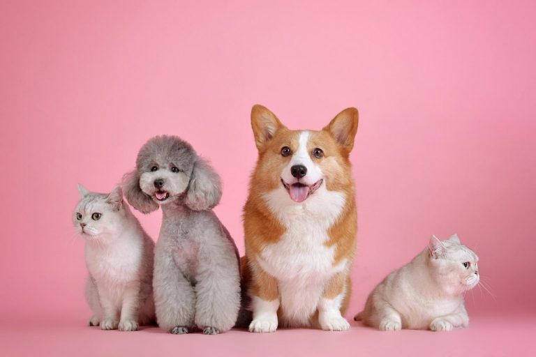 5 Dog Breeds That Start With Y