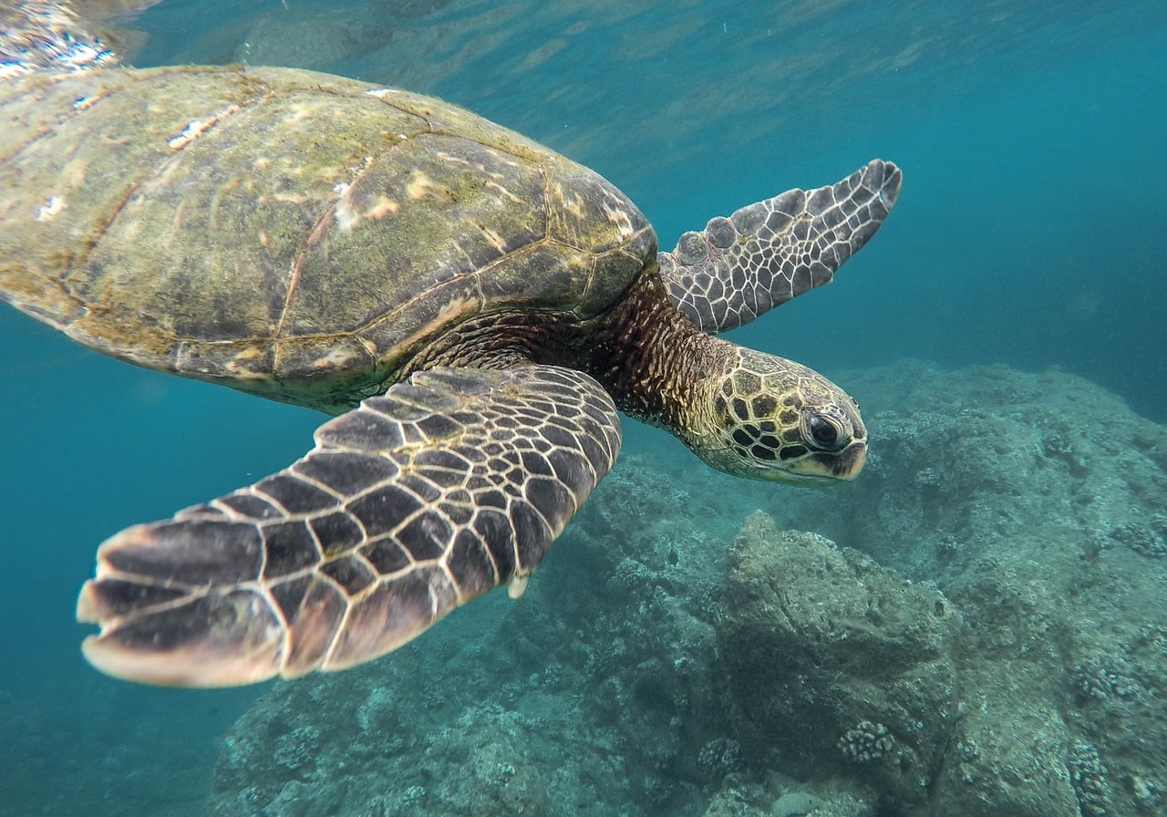 Facts About Sea Turtles