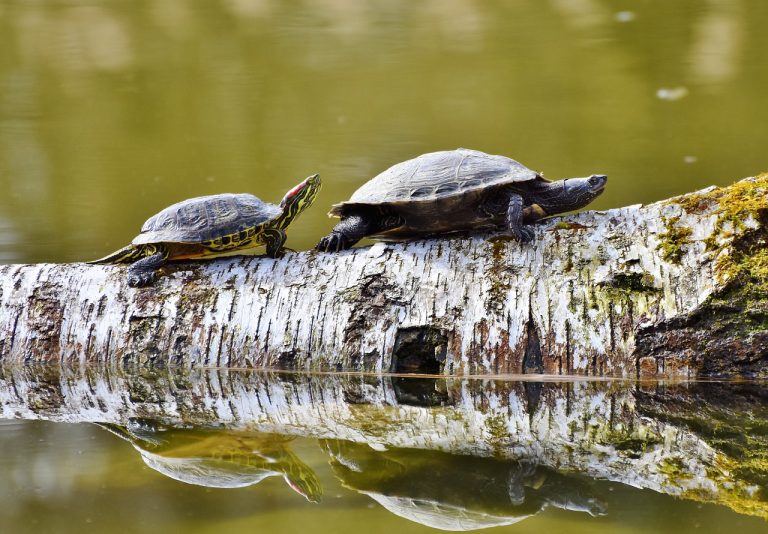 20 Surprising Facts About Turtles That You Didn’t Know