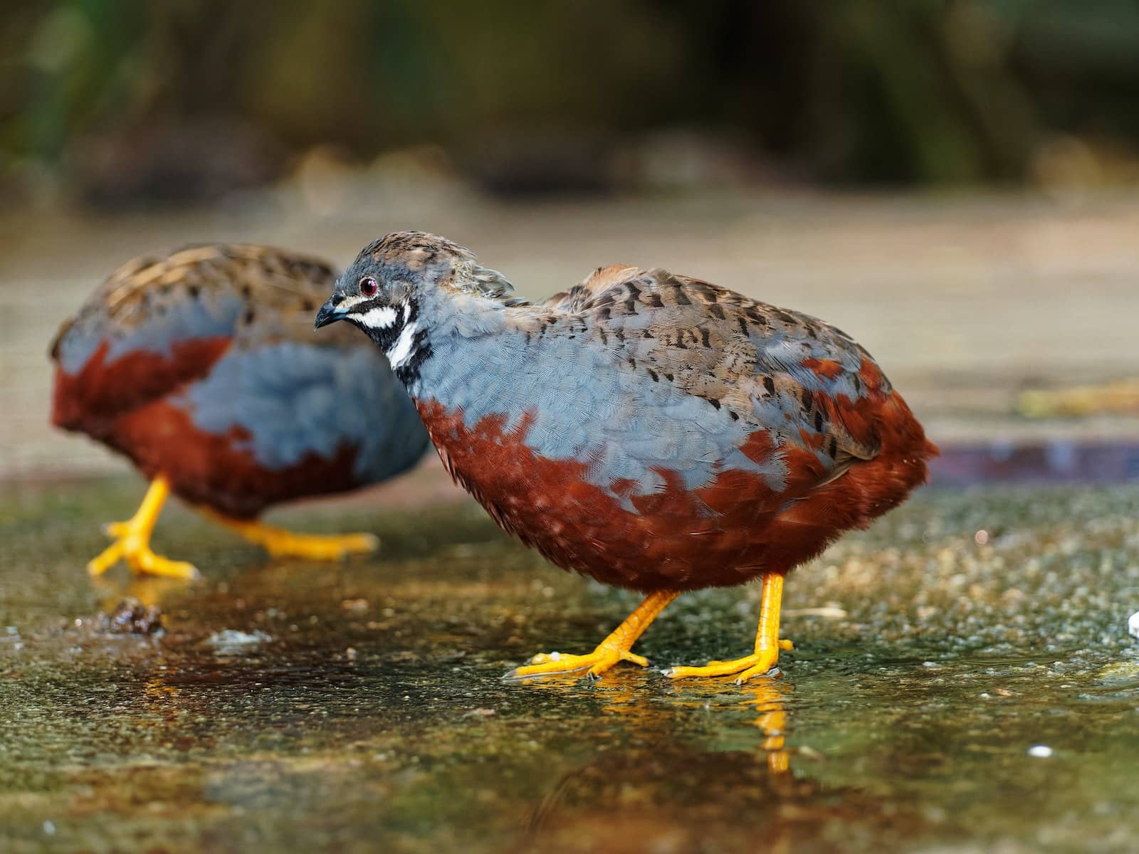 how many types of quail are there