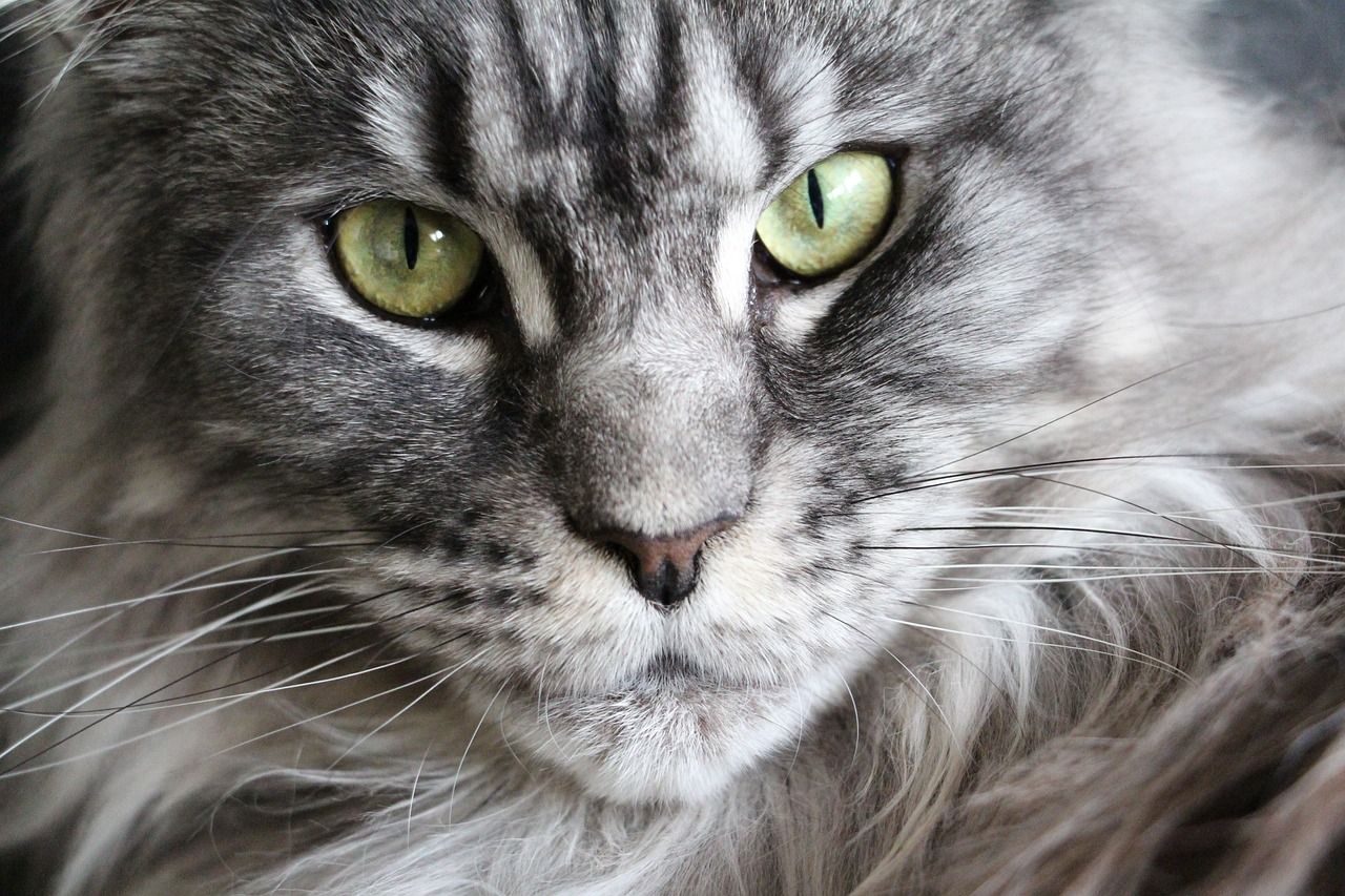 Maine Coon Cat