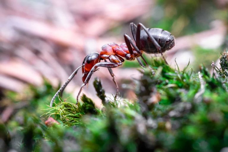 14 Different Types of Ants in Michigan