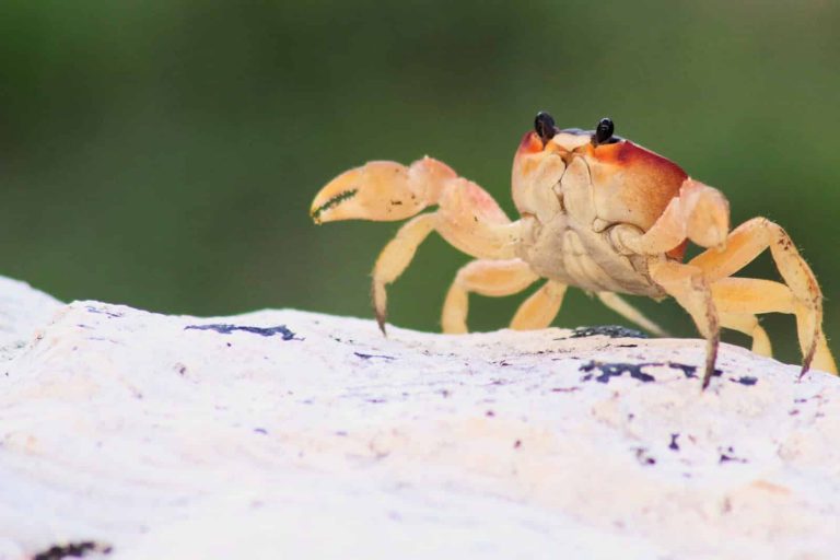 10 Different Types of Crabs for Pets