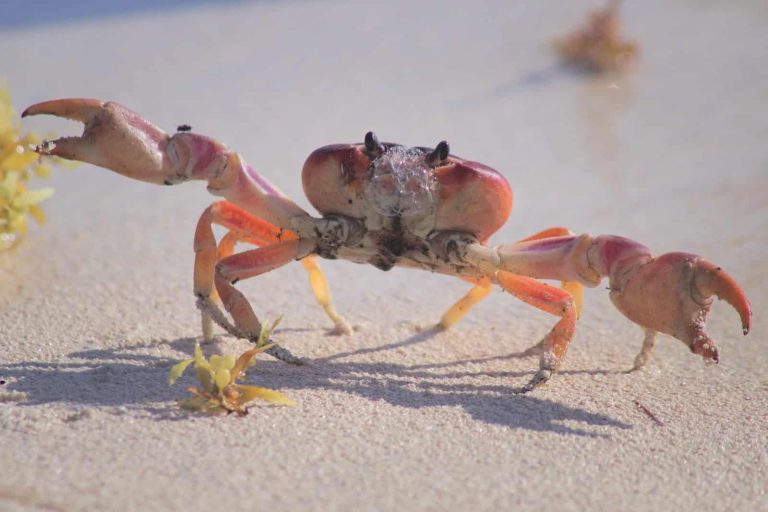 8 Different Types of Crabs in California