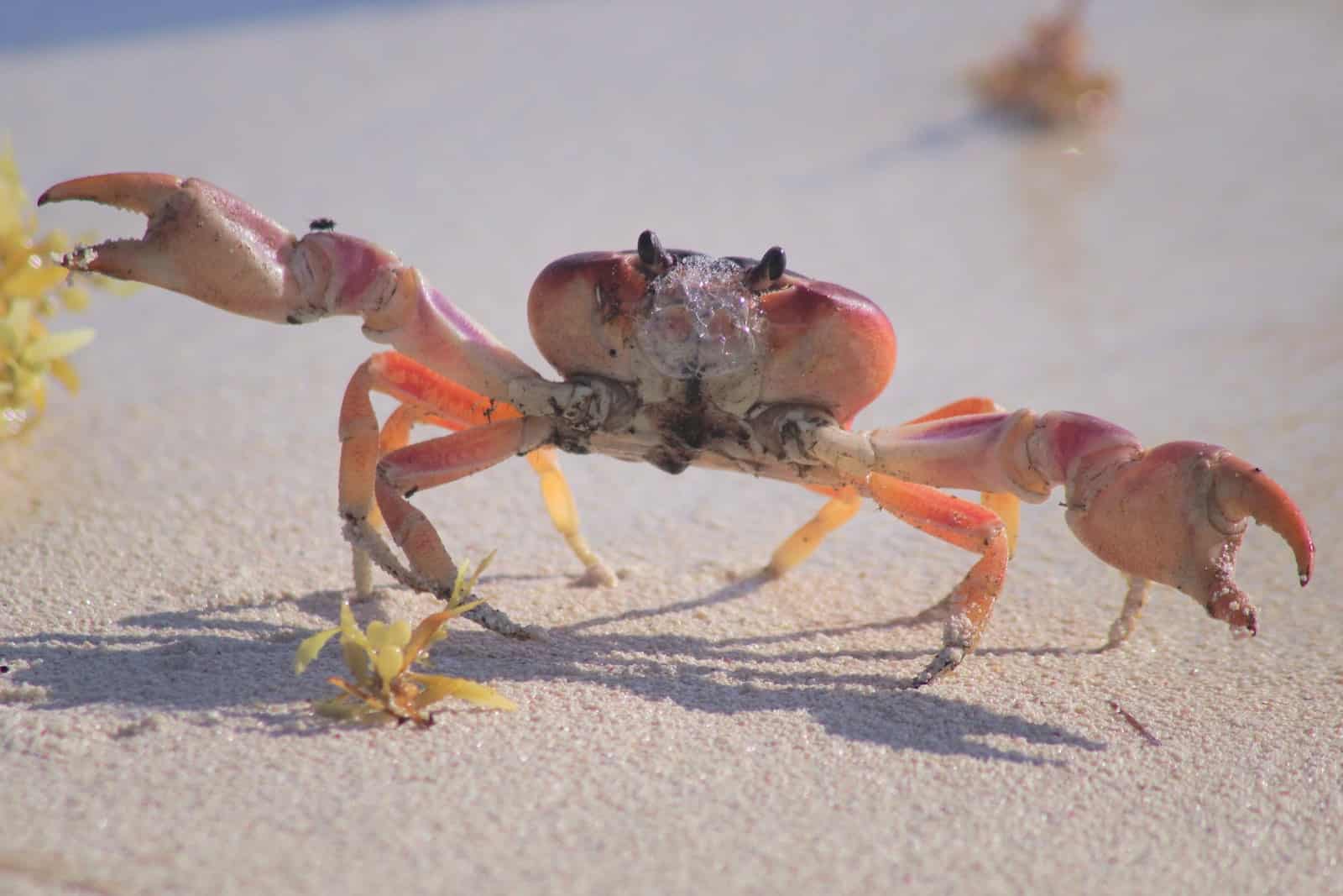 types of crabs in california