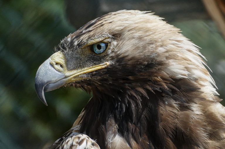 10 Types of Eagles in Montana