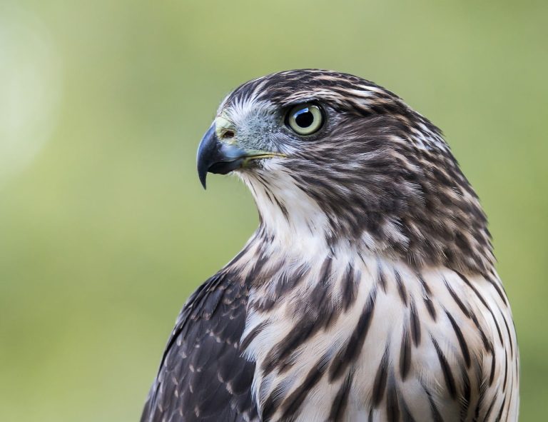8 Types of Hawks in Indiana