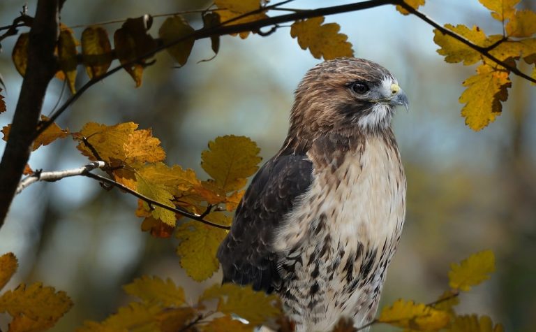 10 Types of Hawks in Maine