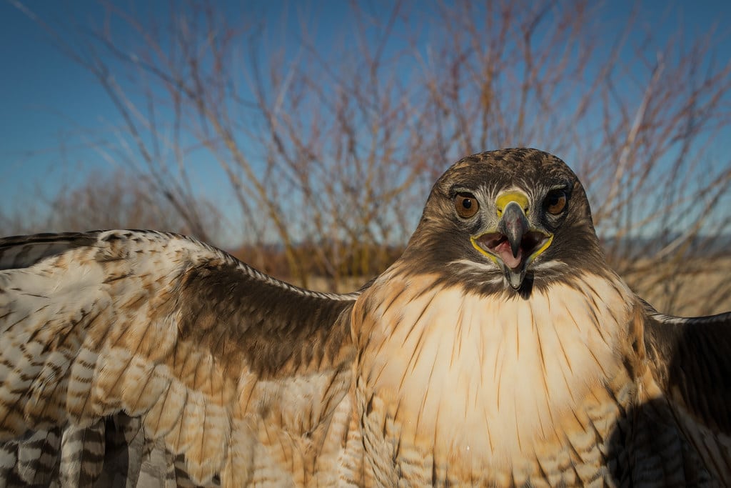 Types Of Hawks In Montana