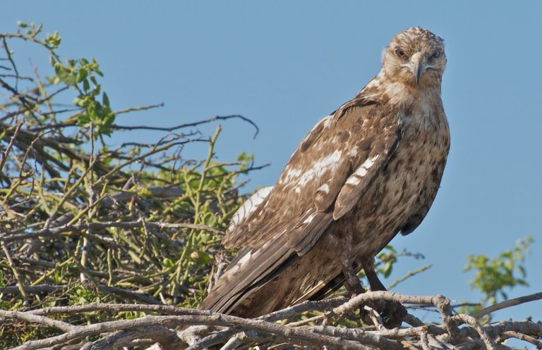 14 Types of Hawks in New Mexico 
