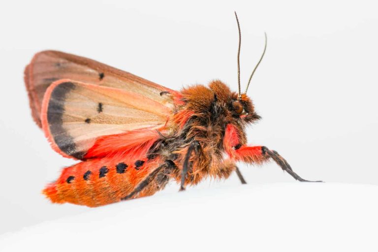 29 Different Types of Moths in Kentucky