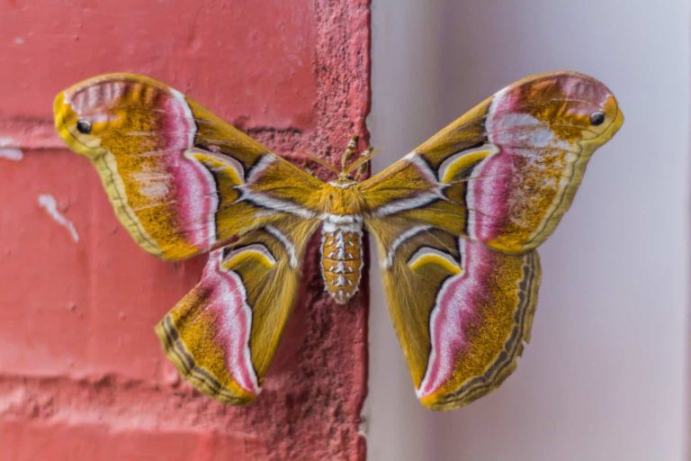 31 Different Types of Moths in Pennsylvania