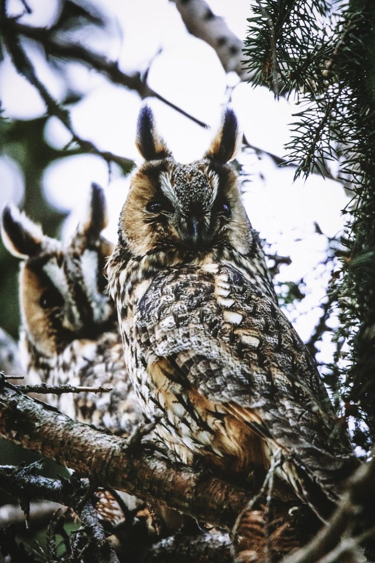 8 Types of Owls in Indiana