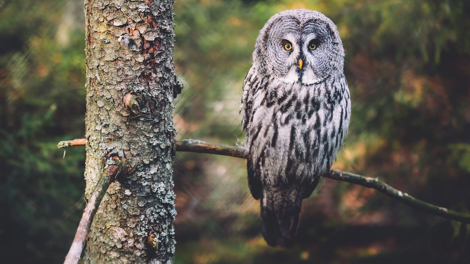Types of Owls in North Carolina